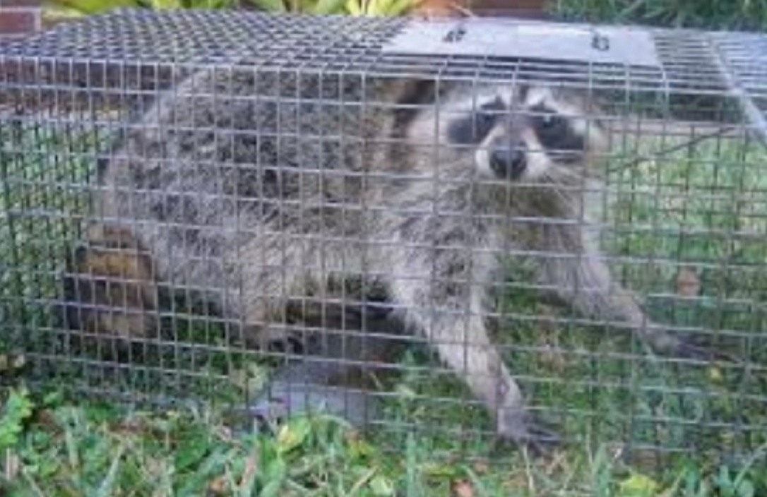 A raccoon captured inside a live-catch wire cage trap on a grassy lawn.