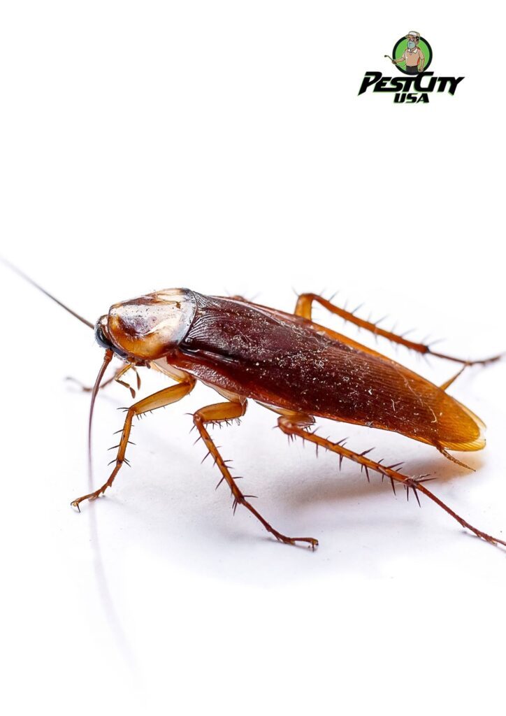 Close-up of a cockroach, a common household pest