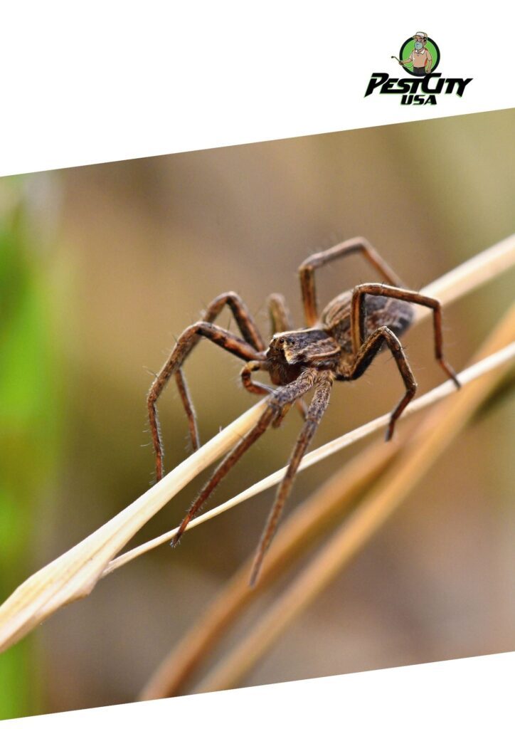 A brown spider, possibly a wolf spider, is seen on a dry blade of grass, relevant to pest control services or spider removal.