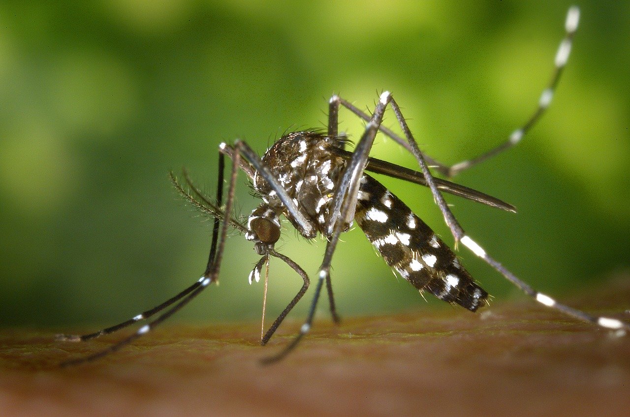 Close-up of an Aedes mosquito, a common vector for diseases like dengue and Zika, highlighting the importance of mosquito control in pest management.