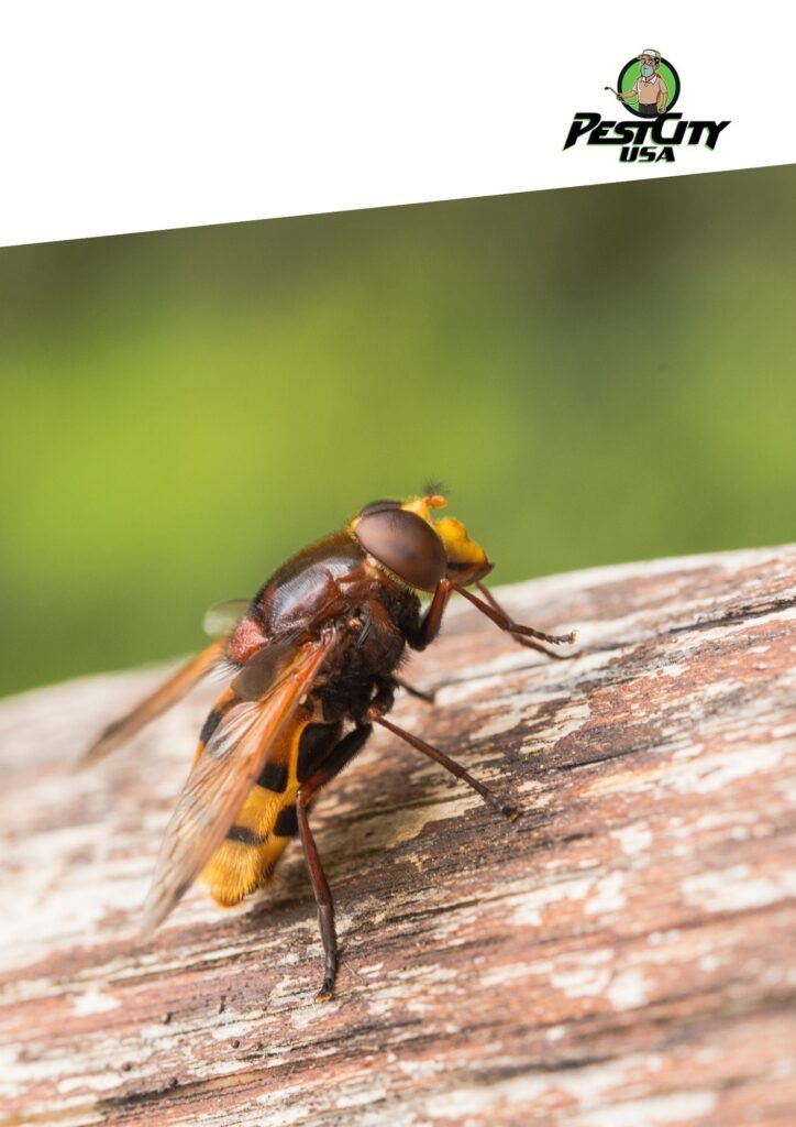 Large, wasp-mimicking fly (likely a hoverfly) on wood.