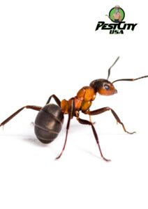 Safe And Quick Ant Removal And Pest Control For Ants In House