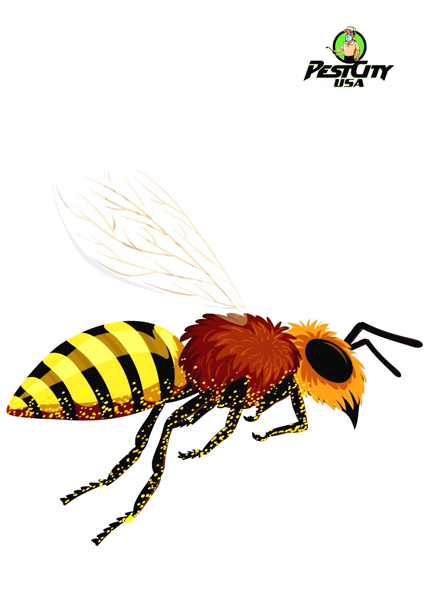 Detroit Honey Bee Pest Control Service- Pest City USA