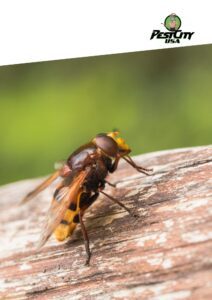 wasp removal service in Detroit