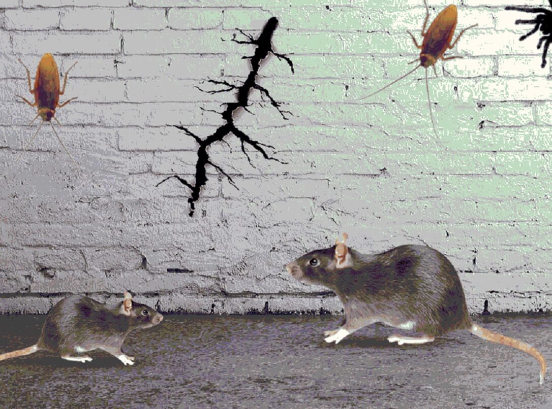 A visual of common household pests—rats and cockroaches—near a significant wall crack, suggesting pest entry or structural damage.