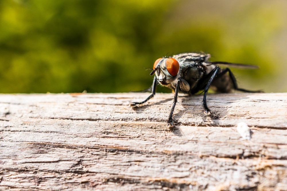 Close-up image of a house fly (Musca domestica) with prominent red eyes, landing on a piece of wood, representing a common unsanitary and persistent pest.