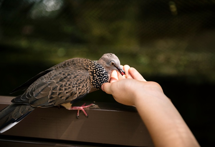 A spotted dove or pigeon feeding from a person's hand, which is relevant to bird control, pigeon proofing, or managing bird pests on properties.
