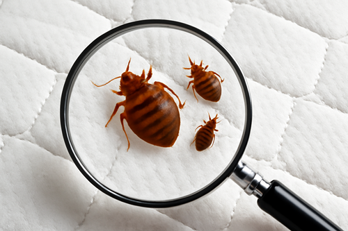 Magnified view of bed bugs on a mattress through a magnifying glass.